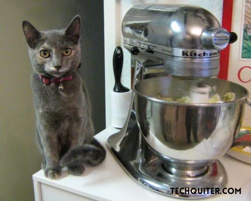 The Curious Case of the Cat in Blender